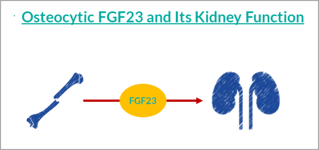 重大突破！研发FGF23项目，精准诊断CKD及CKD-MBD